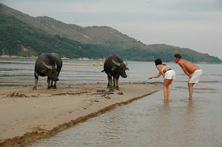 Buffaloes
