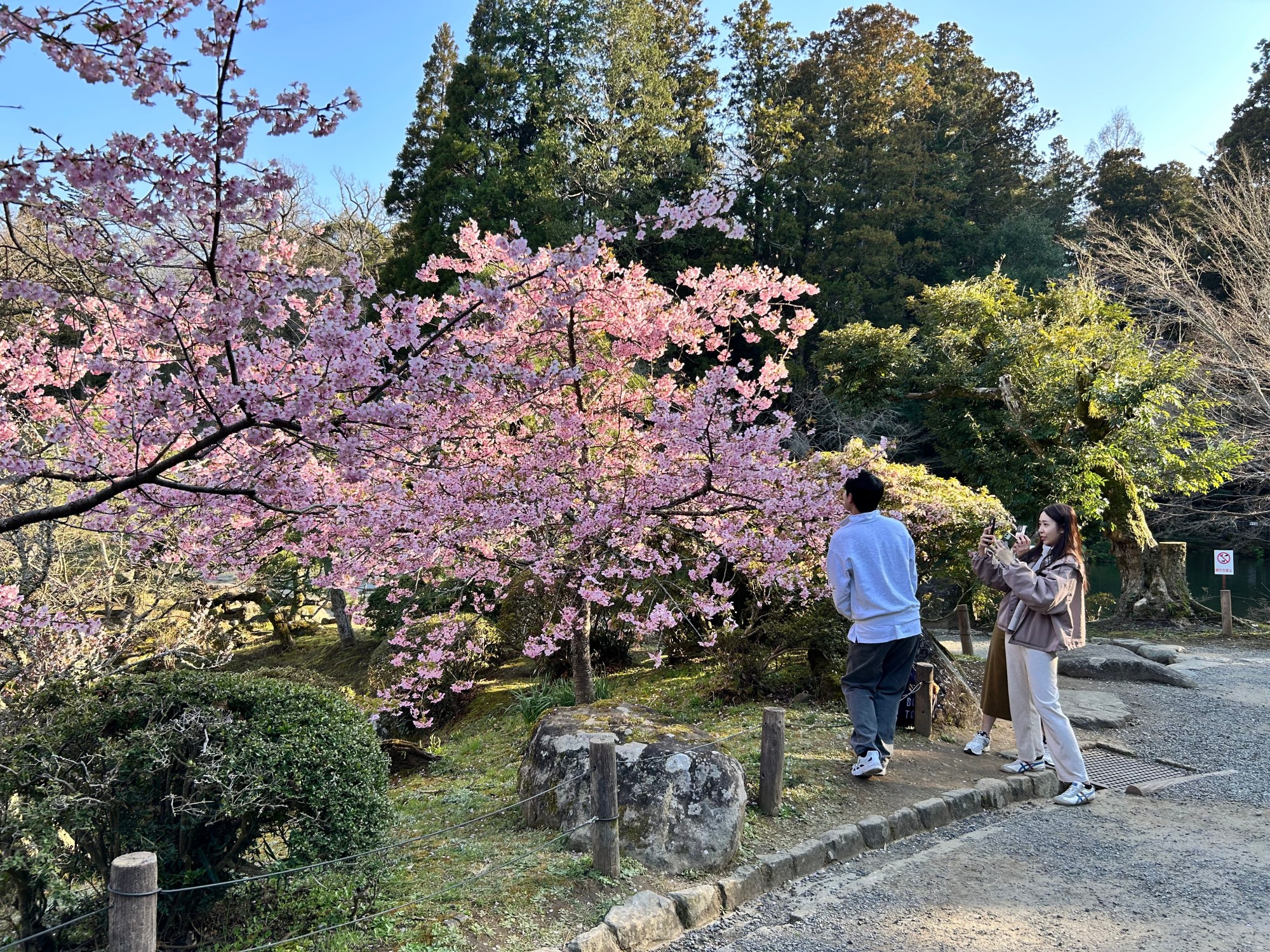cherry blossoms narita