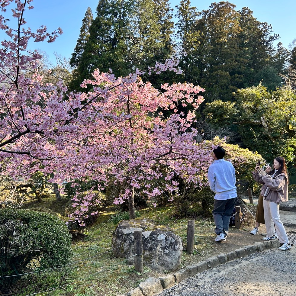 cherry blossoms narita